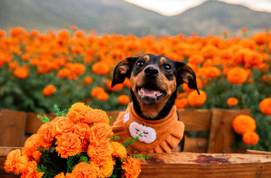 CUTE PUMPKIN BANDANA