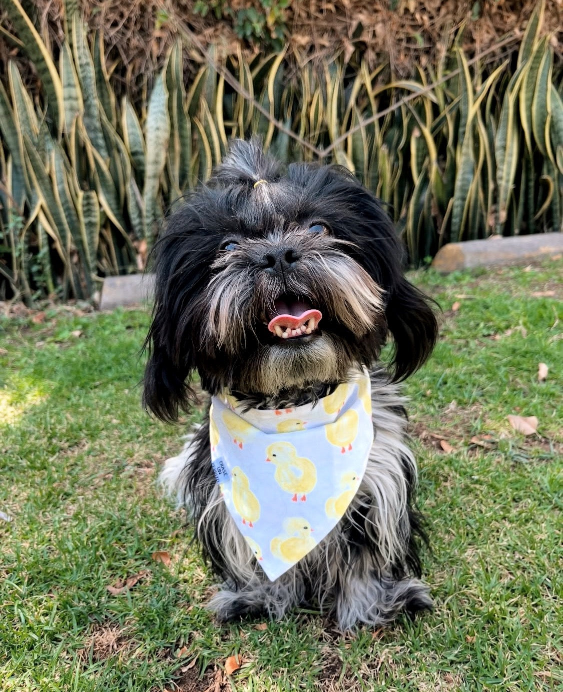 CHICK IN THE BASKET BANDANA