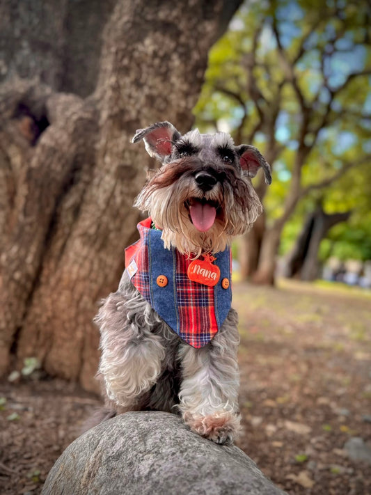 PUMPKIN PATCH BANDANA