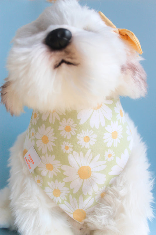 DAISIES BANDANA